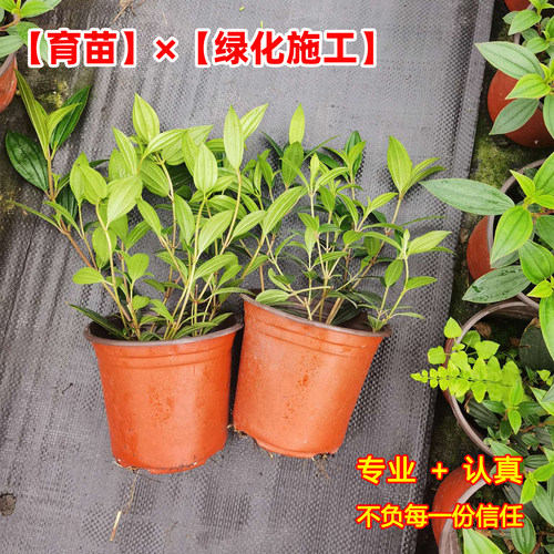 巴西野牡丹花苗盆栽植物多季开花紫牡丹庭院阳台花卉期长耐寒耐热 - 图0