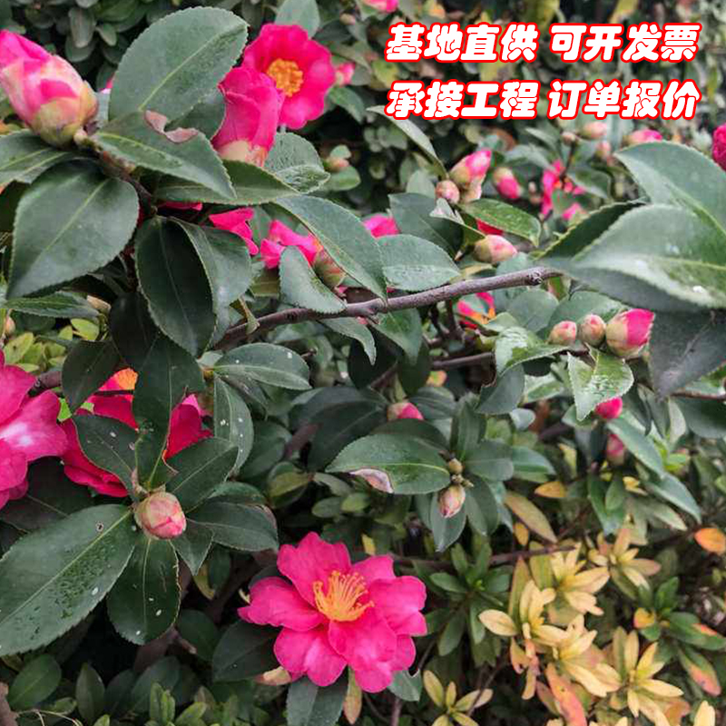 成都茶梅茶花庭院园林绿化工程苗木树苗花园植物四季常绿冬天开花 - 图0