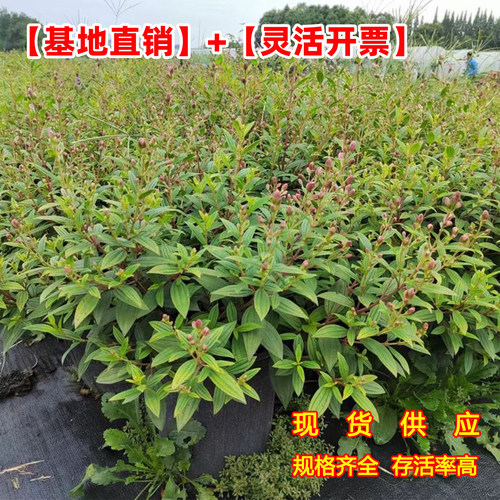 巴西野牡丹花苗盆栽植物多季开花紫牡丹庭院阳台花卉期长耐寒耐热 - 图2