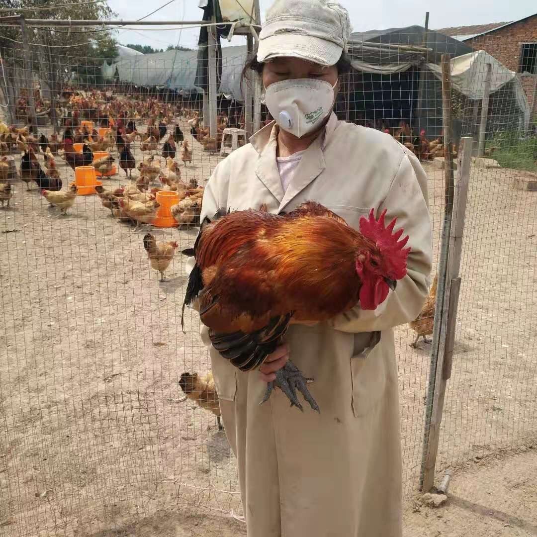 大体型青脚红瑶种蛋可孵化小鸡土鸡种蛋农家散养受精种蛋是宠物鸡,淘宝优惠券,粉丝福利购,淘宝优惠卷