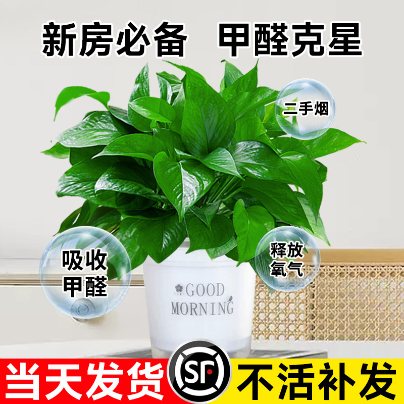 绿萝盆栽室内绿植水培植物大盆绿箩长藤款新房客厅除异味四季好养,淘宝优惠券,粉丝福利购,淘宝优惠卷