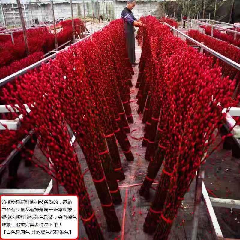 招财迎福银柳真花鲜枝七彩银柳红色银柳年宵花卉客厅发财装饰干花,淘宝优惠券,粉丝福利购,淘宝优惠卷
