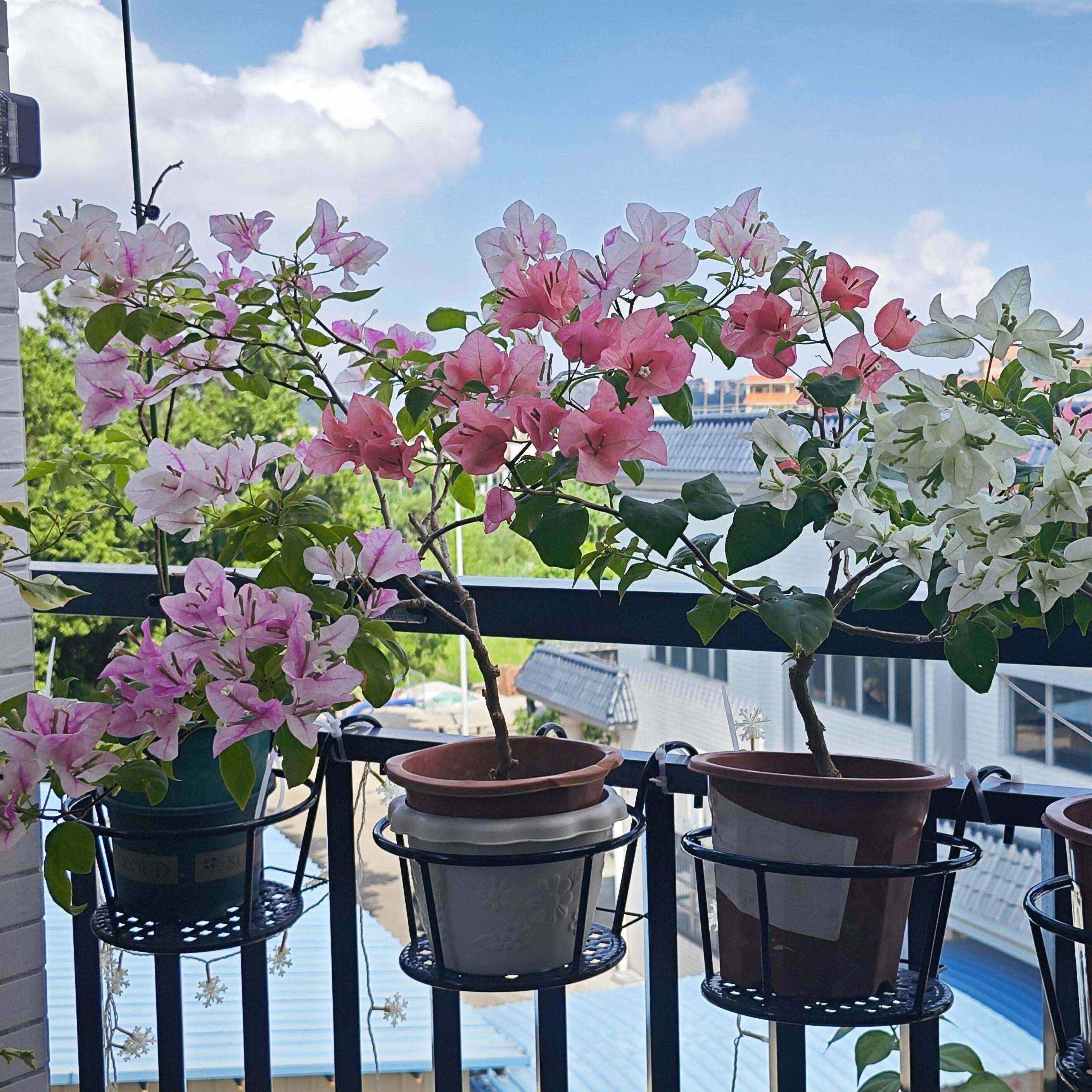 铁艺栏杆护栏阳台花架悬挂式花盆架绿萝多肉吊篮架花架子客厅置物,淘宝优惠券,粉丝福利购,淘宝优惠卷