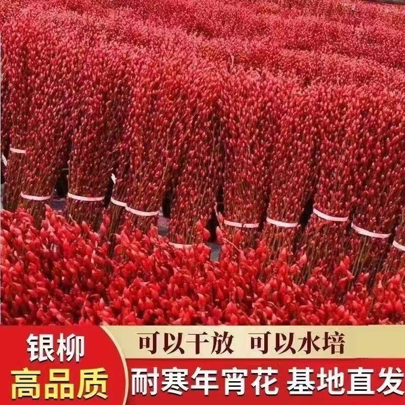 招财迎福银柳真花鲜枝七彩银柳红色银柳年宵花卉客厅发财装饰干花,淘宝优惠券,粉丝福利购,淘宝优惠卷
