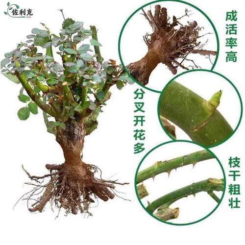 云南基地直发玫瑰老桩开花树苗月季花苗特大花卉四季老根盆栽室内 - 图3