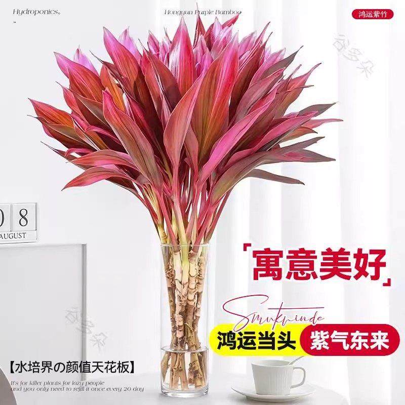 富贵竹水培植物紫竹鸿运竹带根粗杆龙竹客厅招财竹子室内转运绿植,淘宝优惠券,粉丝福利购,淘宝优惠卷