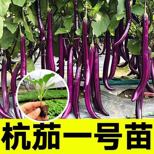 山东寿光杭茄一号苗秧皮薄香糯紫长线茄种子黑圆茄竹丝青鸡蛋茄子 - 图1