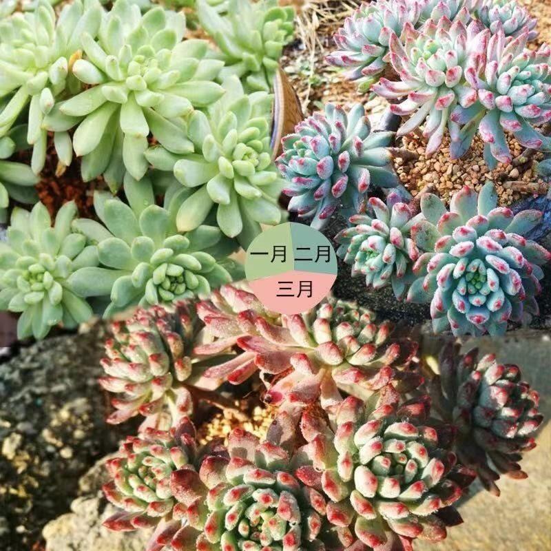 多肉专用土植物营养土壤种植土大小袋泥铺面石纯颗粒泥炭花土盆栽,淘宝优惠券,粉丝福利购,淘宝优惠卷