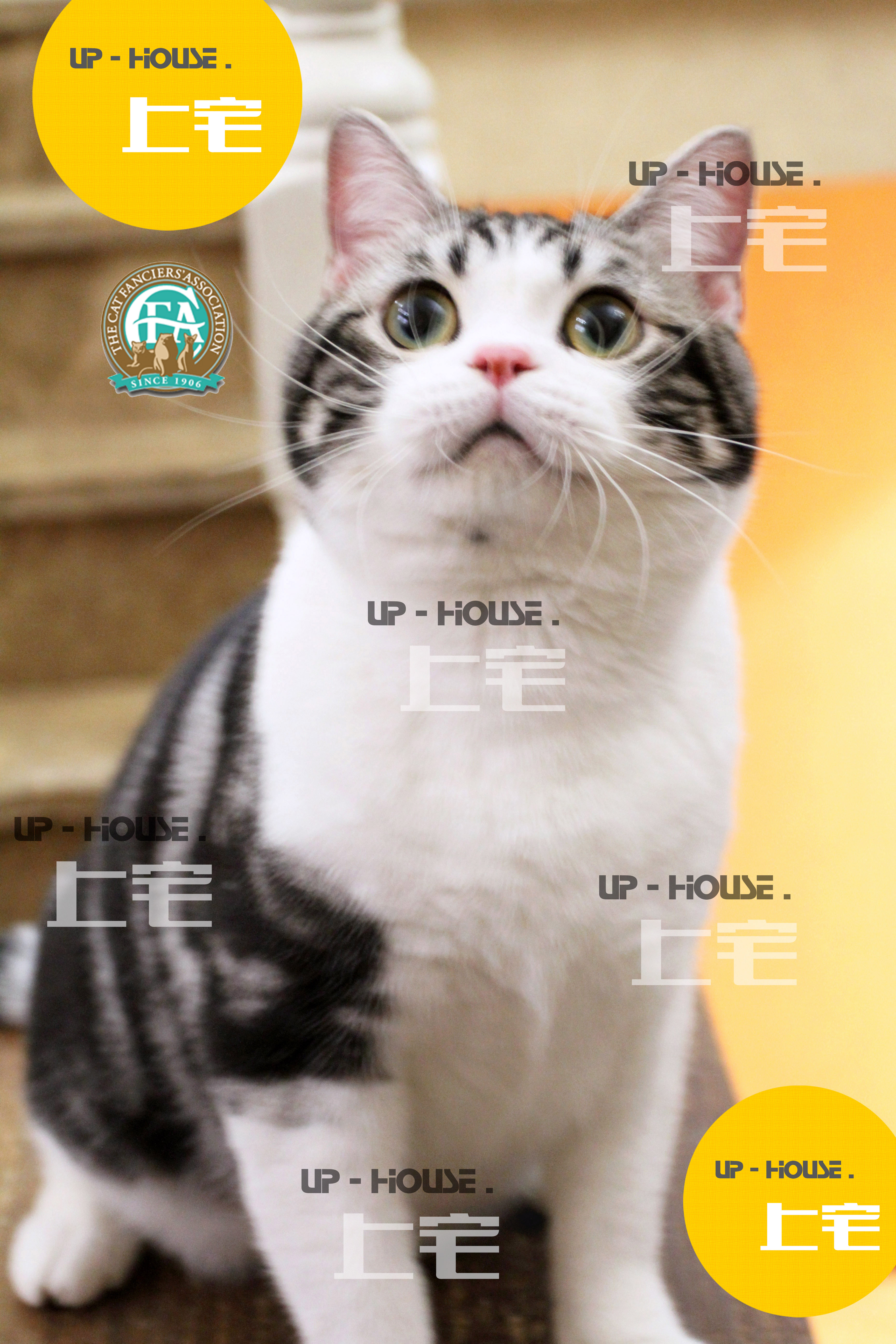 ▲上宅CFA种公展示▲美国短毛猫美短银虎斑加白起司GC▲星的王国 - 图1