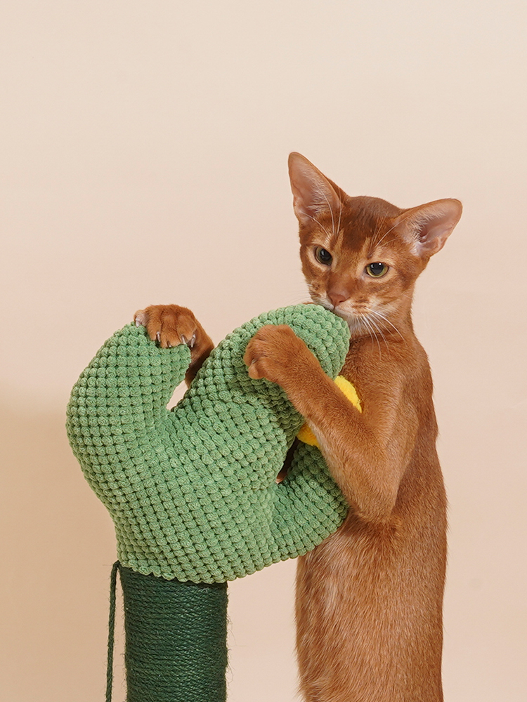 上宅▲zeze绿色仙人掌猫抓柱磨爪剑麻绳树小型猫爬架子猫抓板玩具 - 图0