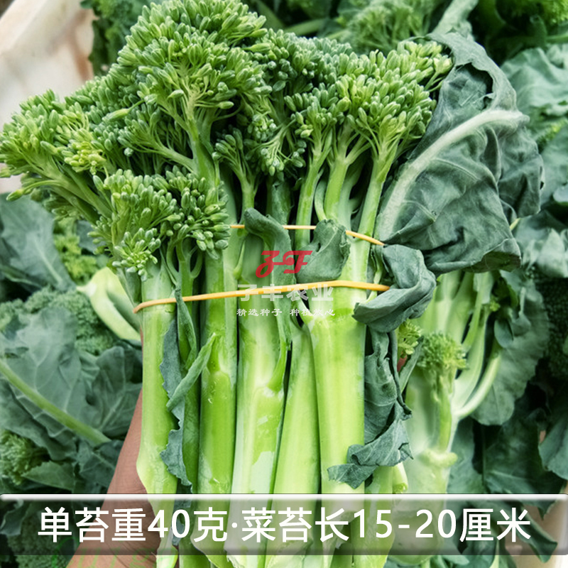 广州乾农翠钰2号西兰苔种子春季秋季苔用西兰花种籽孑脆甜绿菜苔 - 图2