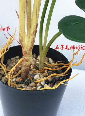 龟背叶盆景茶几花艺装饰摆件