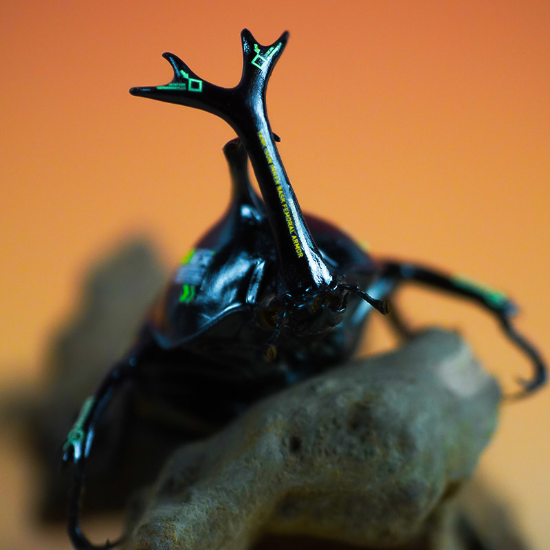 独角仙甲虫宠物成虫幼虫姬兜爬虫巨型超大个体兜虫花金龟活体锹甲,淘宝优惠券,粉丝福利购,淘宝优惠卷