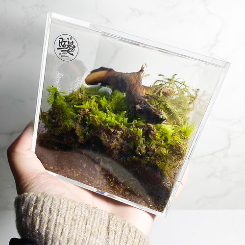 宠物饲养盒亚克力透明迷你桌面雨林缸蜘蛛斗鱼蝎子鼠妇爬宠透气盒 - 图1