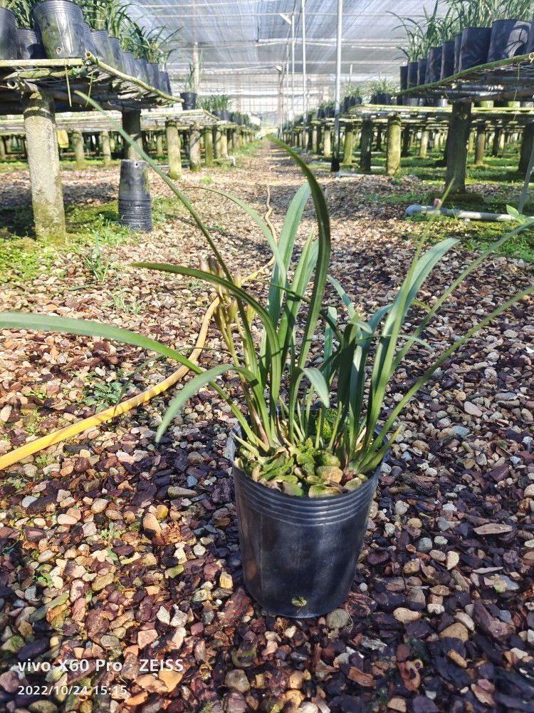 建兰富山奇蝶带花苞多苗按盆算牡丹瓣浓香花卉绿植鲜花