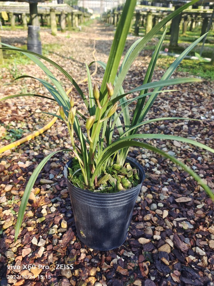 建兰富山奇蝶带花苞多苗按盆算牡丹瓣浓香花卉绿植鲜花