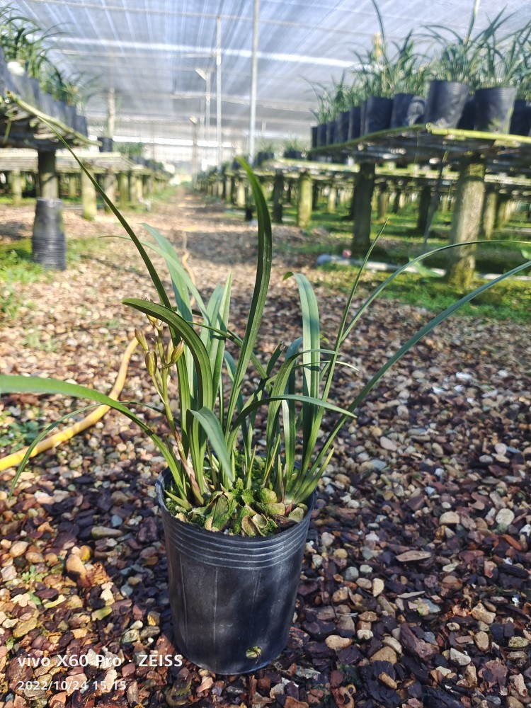 建兰富山奇蝶带花苞多苗按盆算牡丹瓣浓香花卉绿植鲜花