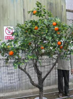 仿真树橘子树假树田园桔子树装饰树 仿真橙子盆景盆栽 仿真桔子树