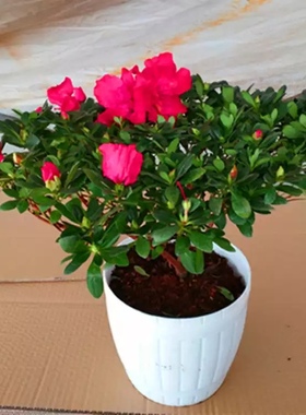 室内阳台盆栽杜鹃花绿植净化空气