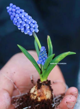 净化空气多肉室内阳台盆栽多肉