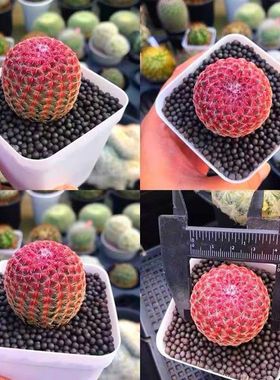 摆件红太阳多肉植物开花仙人球