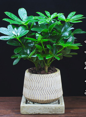 七叶莲鸭脚木绿植花卉盆栽摆件