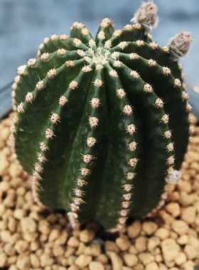 绿植仙人球吸甲醛黑金刚室内阳台