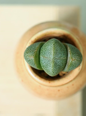 绿帝玉盆栽番杏科肉肉3颗大元宝