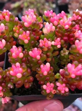 多肉植物室内阳台彩色浆果净化