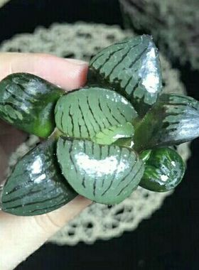 室内阳台多肉植物净化空气田园