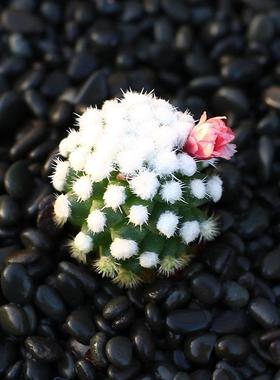 明日香自根软刺开花多肉组合盆栽