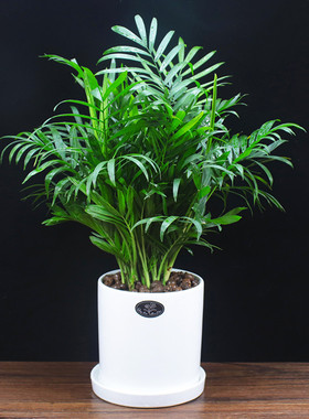 椰子好养净化空气吸甲醛散尾葵