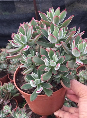 多肉老桩锦晃星室内猫耳朵桌面