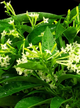 摆件绿植盆夜来香盆栽树苗花卉