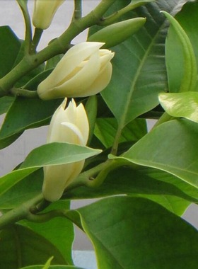 白兰花盆栽黄桷兰好闻独特白玉兰