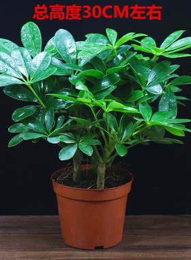 桌面盆栽植物金鱼好养幸福树