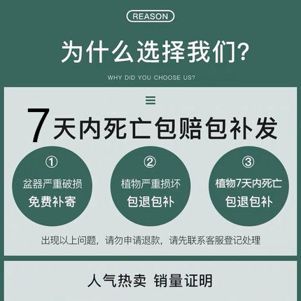 豆瓣绿多肉植物四季室内客厅桌面植碧玉水培花栀子花绿植盆栽 - 图2