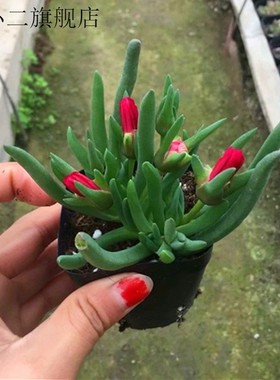 绿植盆栽室内阳台奔龙多肉植物