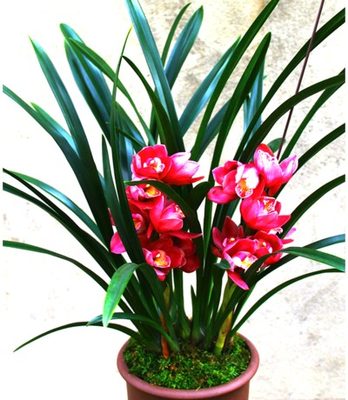 兰花苗醉美人浓香花卉矮种四季绿植墨兰香妃兰花盆栽室内植物 虎窝淘