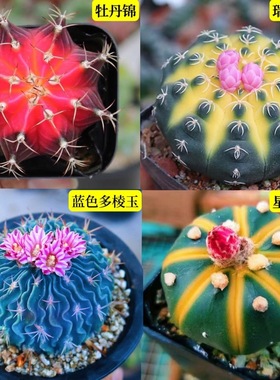 仙人球植物净化空气球兜室内阳台