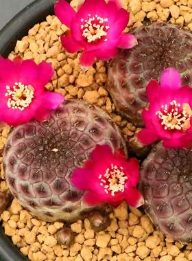 紫丽丸宝山橙宝山开花紫色仙人球