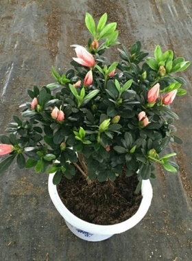 杜鹃花四季常青绿植花卉室盆栽植