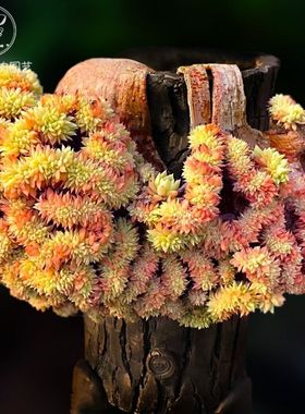 缀化多肉三色堇蒂亚奇葩室内