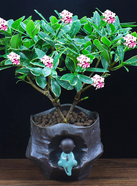 室内阳台绿植盆栽好净化空气田园