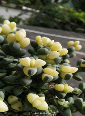 进口贵货群生可爱风萌肉肉鹿角