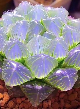 摆件多肉植物高级小盆栽花卉绿植