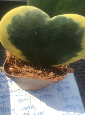 情侣心形多肉植物心叶心型