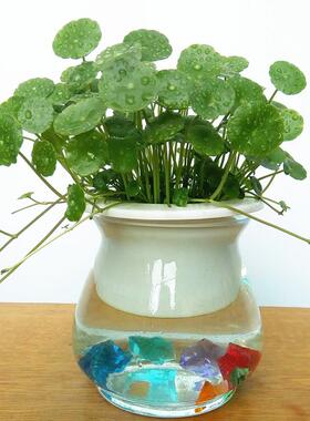 盆栽花卉水生铜钱草招财进宝摆件