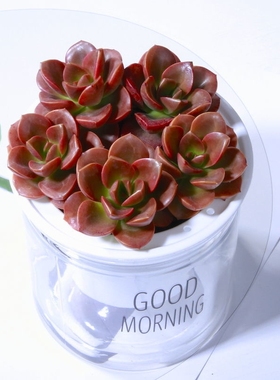 绿植盆栽巧克力方砖多肉植物老桩