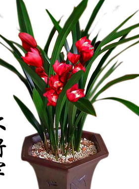 兰花盆栽红将军花卉绿植植物名贵